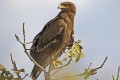 Schreiadler