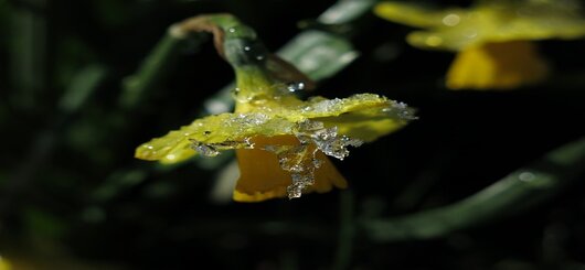 Narzisse während der Schneeschmelze. Sinnbild für die geistige Verwandlung durch die Botschaft Jesu