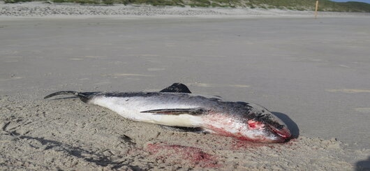 Verendetes Jungtier eines Schweinswals am Strand, Wangerooge, 17.06.2017. Sinnbild für Gefahren des LNG-Ausbaus