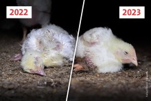 Fotos aus 2022 und 2023 zur Gegenüberstellung des Befindens der Lidl-Hühner